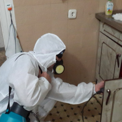 Дезинфекция от муравьев в квартире в Люберцах